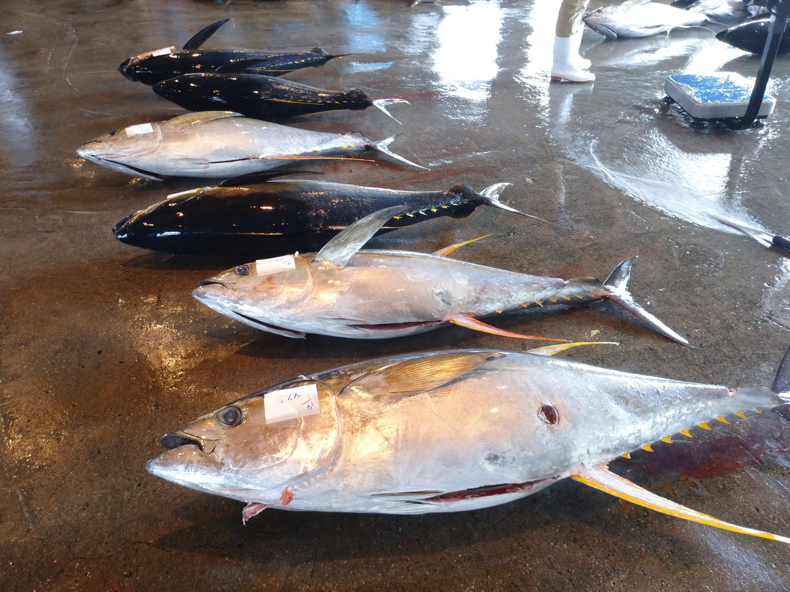 沖縄まぐろ研究会へようこそ🌺Welcome to Okinawa Tuna Research Association - 沖縄の生まぐろは ...